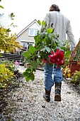 Gardener with cut dahlias