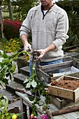 Cutting stem off dahlia tuber