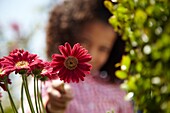 Mädchen, das Gerbera Garvinea berührt