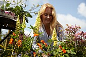 Woman planting Lupinus