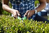 Man trimming buxus hedge