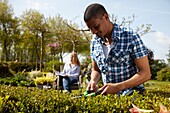 Man trimming buxus hedge