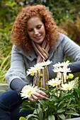 Frau berührt Leucanthemum maximum