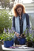 Woman planting Agastache Blue Fortune