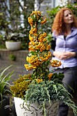 Autumn container with Pyracantha coccinea