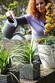 Frau bewässert Carex auf einem Topf