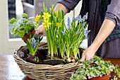 Making floral spring arrangement