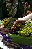 Woman planting succulents