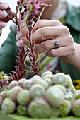 Woman planting succulents