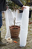 Winter plant protection