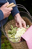 Collecting elderflowers