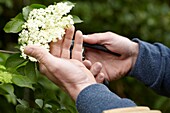 Collecting elderflowers