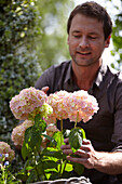 Mann pflanzt Hortensie