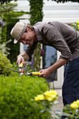 Man pruning Buxus sempervirens