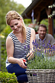 Frau schneidet Lavendel