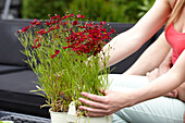 Woman holding Coreopsis