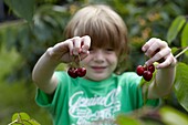 Picking cherries