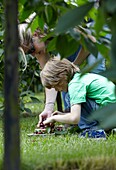 Picking cherries