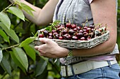 Picking cherries