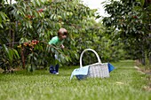 Picking cherries