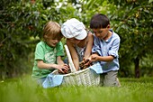 Picking cherries