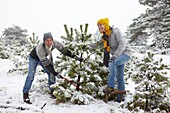 Weihnachtsbaum schneiden