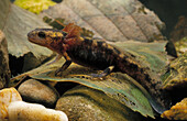 Feuersalamander (Salamandra salamandra) Larve mit gefiederten Kiemenstrukturen, Europa