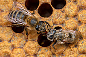 Honigbiene (Apis mellifera) schlüpft aus der Brutzelle und wird von einer Arbeiterin gefüttert, Deutschland