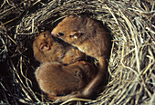Siebenschläfer (Muscardinus avellanarius) drei Jungtiere in Nest