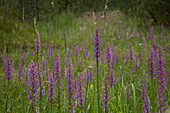 Langsporn-Händwurz (Gymnadenia conopsea), Valmüstair, Sommer