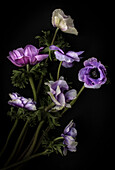 Violettblaue Kronen-Anemone (Anemone coronaria)
