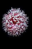 Pink chrysanthemum flower (Chrysanthemum grandiflorum)