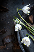 Still life with spring snowdrops (Leuojum vernum)