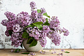 Purple garden lilac in vase