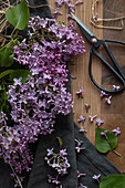 Stillleben mit lila Garten-Flieder auf Holzbrett mit Schere