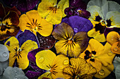 Flatlay mit gelben, blauen und violetten Stiefmütterchen (Viola cornuta)