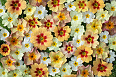 Flatlay with cushion primrose in white-orange pastel shades