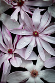 Rosa Magnolienblüten (Magnolia) mit Wassertropfen, Detail