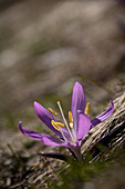 Lichtblume (Bulbocodium vernum) am Naturstandort in der Wiese, Wallis, Schweiz