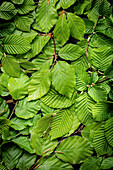 Spring green leaves of forest trees with buds