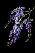 Wisteria flowers (Wisteria sinensis)