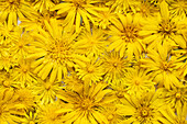 Gelbe Wiesenblumen und Astern (Aster), Blütenköpfe