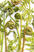 Farn im Austrieb (Pteridium und Dryopteris