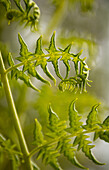 Bracken fern (Pteridium aquilinum) in bud