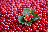 Redcurrants (picture-filling) with leaf