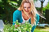 Woman harvesting fresh basil