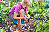 Junge erntet Auberginen im Garten