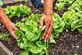 Man picking lettuce