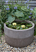 Zwergseerose (Nymphaea tetragona) im Miniteich, Funkie (Hosta) und Wegwarte (Cichorium intybus) auf der Terrasse