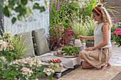Woman on the terrace between flower pots with grass lily 'Starlight' (Anthericum), hydrangea, purple loosestrife (Lythrum salicaria) and monkeyflower (Mimulus)